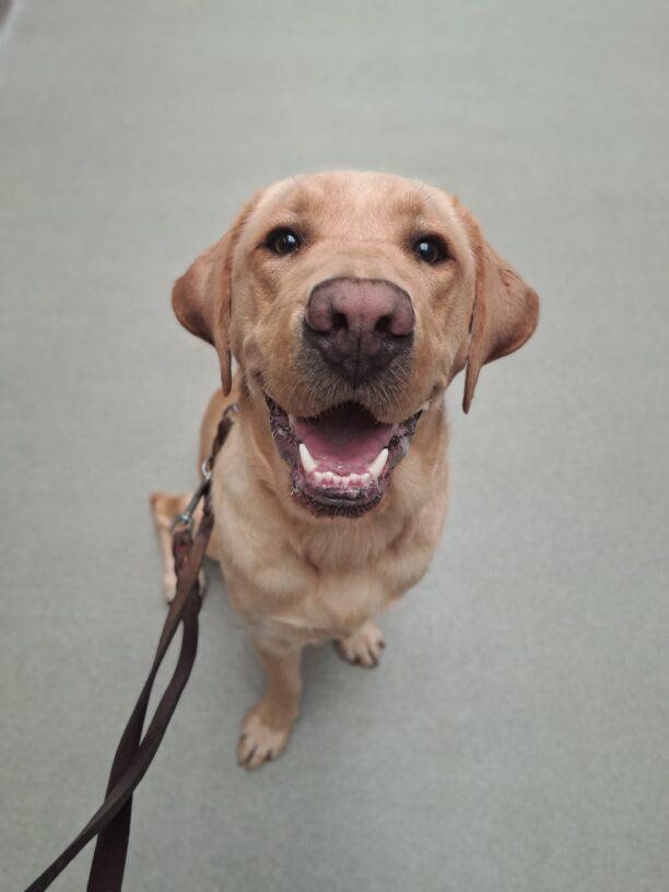 Yellow lab (Grant) sits with a big smile on his face.