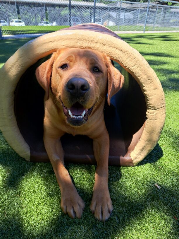 Yellow lab (Jet) lying down in a brown tunnel with a big smile on his face.