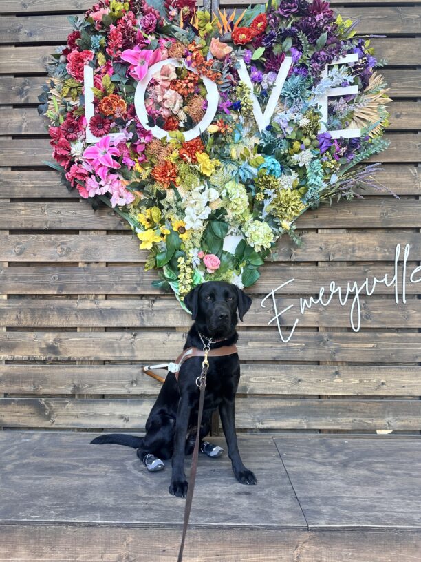 Carly sitting in her harness in front of a heart made from colorful flowers with the word "LOVE" in white letters written across the heart.