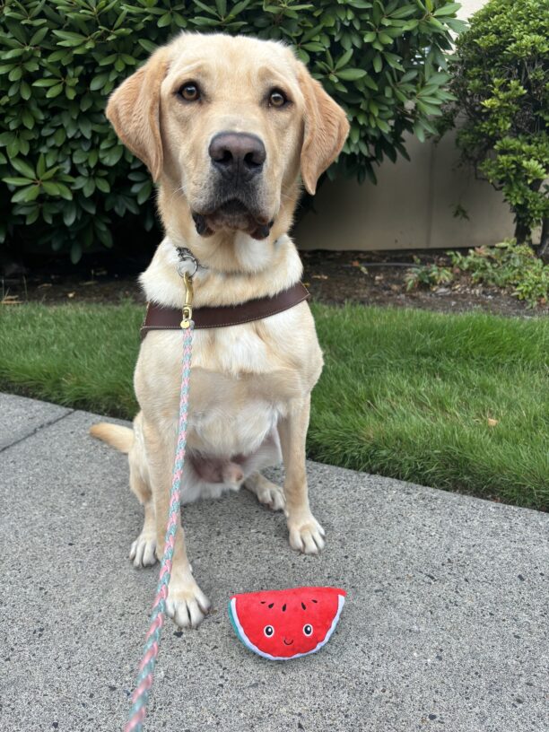 A yellow lab sits in harness on a sidewalk with green grass and bushes behind him. He is looking into the camera with an inquisitive look and at his feet is his favorite stuffy toy that is a red slice of watermelon with a smiley face.