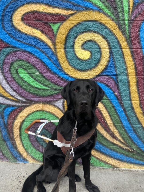 Black Labrador male, Nexus is in harness sitting in front of a very colorful mural with swirling shades of blue, yellow, green and red outlined in black. He is looking directly at the camera with his ears forward.