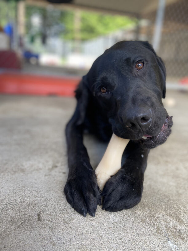 This is a direct face on picture of Black Labrador male, Nexus laying down in the Community Run. He is holding a Nyla Bone between his front two feet. In the background are a couple of blurred red and blue play equipment pieces.