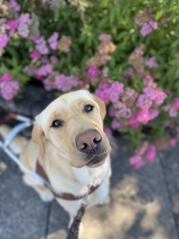 Yellow Labrador male, Arkin is sitting in harness with pink and green foliage in the background and looking straight up at the camera. His eyes are shinning and relaxed, his pinkish nose is outlined in black and his ears are slightly back in a calm state.