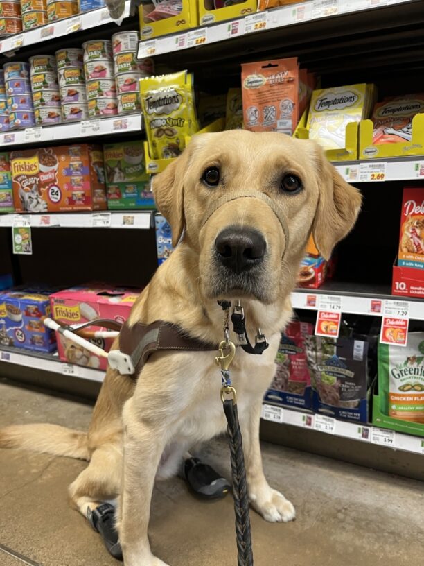 Yellow Labrador/ Golden Retriever cross female Roo is pictured sitting in her harness, headcollar and hind feet booties. She is in a grocery store with shelves of cat treats in the background.