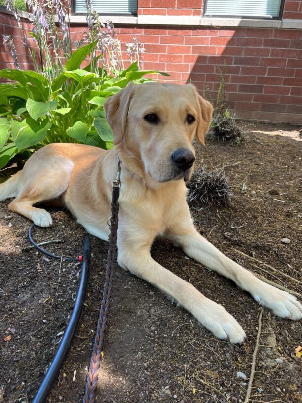 Roo, a female Yellow Labrador/ Golden Retriever cross is pictured laying on dark brown soil in the shade with a flowering green Hosta plant and a brick building are in the background..
