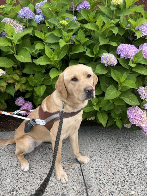 Yellow Labrador, female