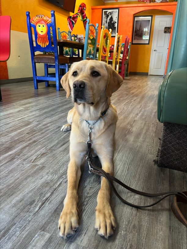 Yellow Labrador, female