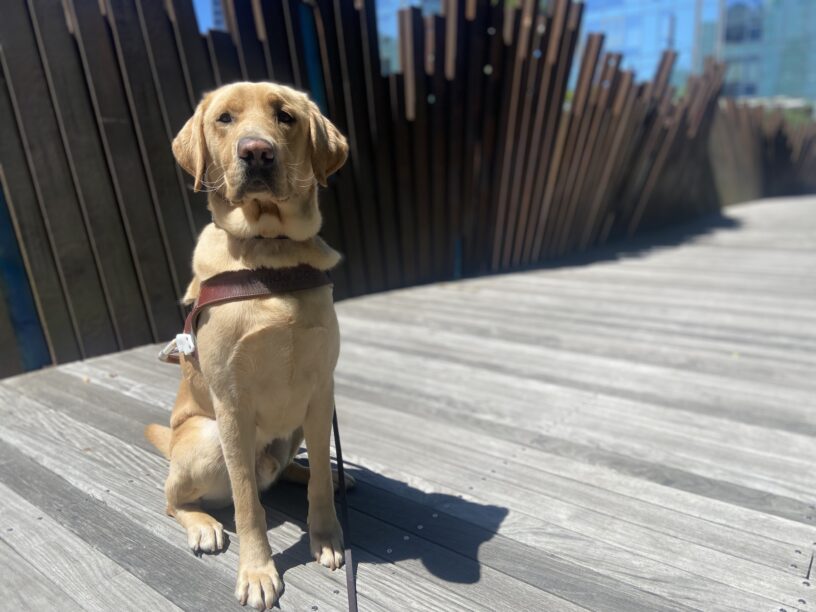 Alder, a yellow Labrador Retriever, is sitting in harness on a wood boardwalk in downtown Portland. There is a wavy metal fence/sculpture in the background.