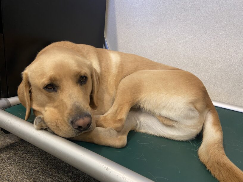 Alder is curled up in a ball, laying on a green dog bed while at tie down at an instructor's desk.