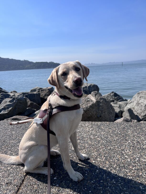 Seattle poses in her harness as she sits on a pathway in Tiburon wearing a big smile on her face. A view of the bay is behind her including a faint silhouette of the San Francisco skyline.