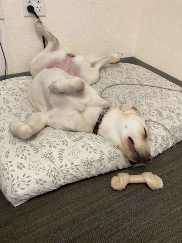 Seattle snoozes on a dog bed. She is belly up.