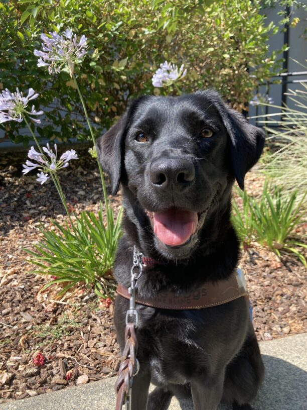 Jakarta sits in front of some greenery. She wears her guide harness and is smiling right at the camera.