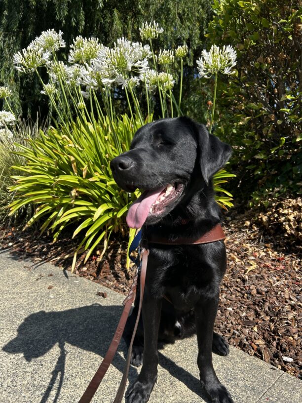 Reeves is facing the camera but his head is turned to the side. He smiles with his tongue out and eyes closed. He is in front of some green landscaping wearing his harness.