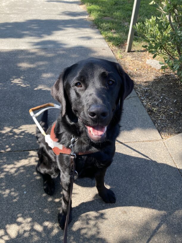 PJ is wearing his harness and sitting on the sidewalk. His mouth is open as he looks up toward the camera.
