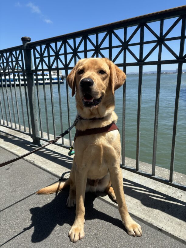 Bosco is sitting in front of a wrought iron fence overlooking the water in SF. He is warring his harness and smiling up at the camera