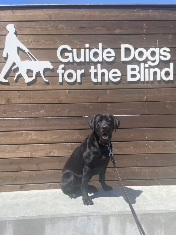 Silver poses in front of a wooden sign bearing Guide Dogs for the Blind's logo. He is sitting looking at the camera and his mouth is slightly open.