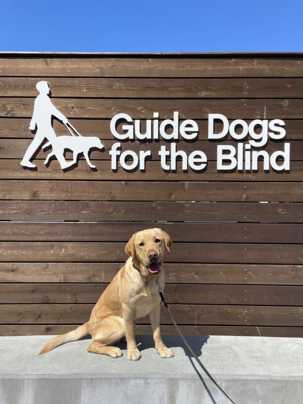 Tucci poses in front of a wooden sign bearing Guide Dogs for the Blind's logo. He is sitting looking at the camera with an open mouth and the cutest slight head tilt.