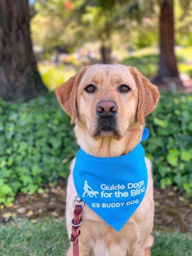 Lily looks directly at the camera with her caramel-colored ears perked in anticipation.  There is green ivy and trees in the background and she is wearing her blue K9 Buddy scarf.