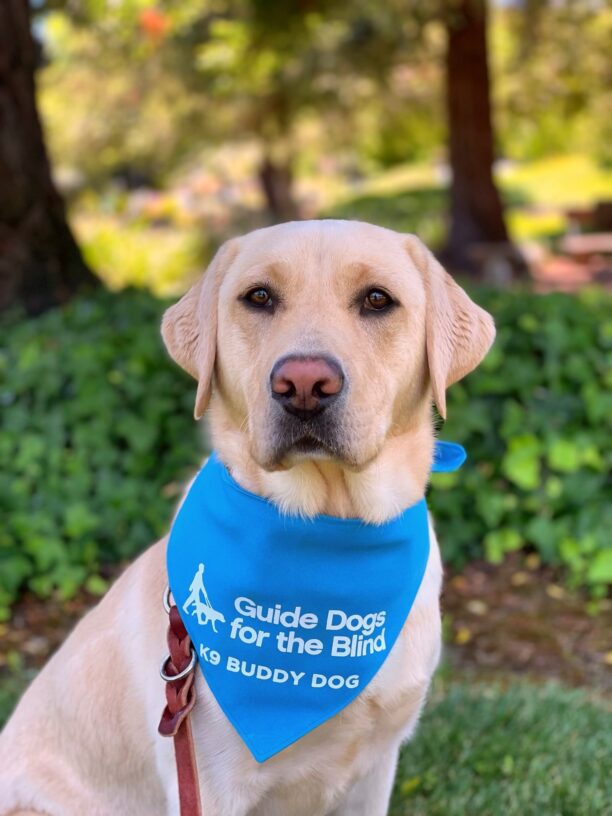 Apple sits politely for the camera wearing her blue K9 Buddy scarf.  Behind her is a thicket of green ivy.