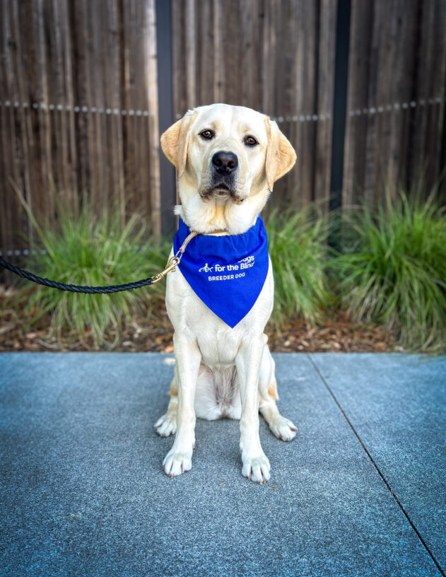 Yellow lab Allie sits on the sidewalk in front of a wooden fence and green plants. She is wearing a blue breeder scarf and looking directly at the camera.