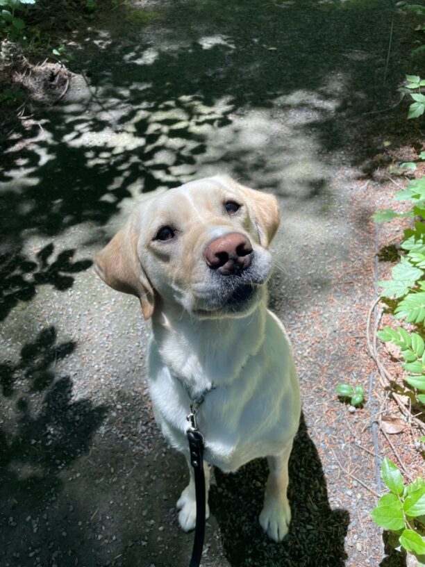 Anders, a pale yellow Labrador with a white stripe running down his forehead, poses for a portrait in the sunshine. He is sitting on a gravel path and is looking at the camera with an inquisitive head-tilt.