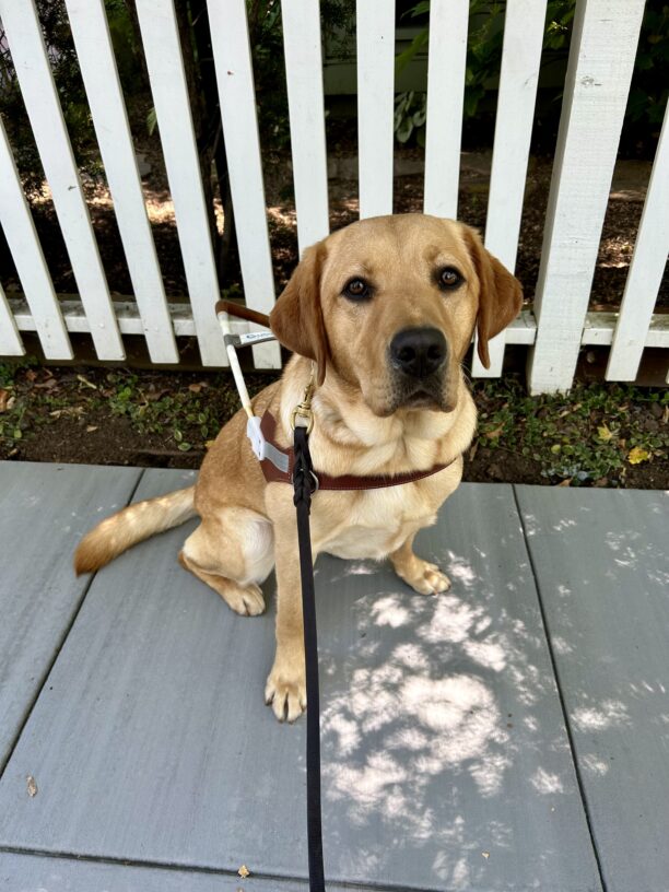 Anise sits in harness in front of a white picket fence. She is looking at the camera with a serious expression.