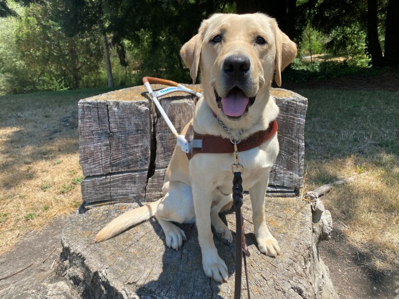 In this photo, Aspen is wearing her harness while sitting on top of a tree stump that's in the shape of a chair. She is staring at the camera with her mouth open (appearing to be smiling). Trees are in the background.