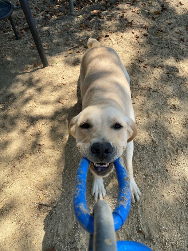 Aspen is playing in the outside paddock on the CA campus. In this photo, she is tugging on the end of the 3-ring tug toy while looking up at the handler/ camera.