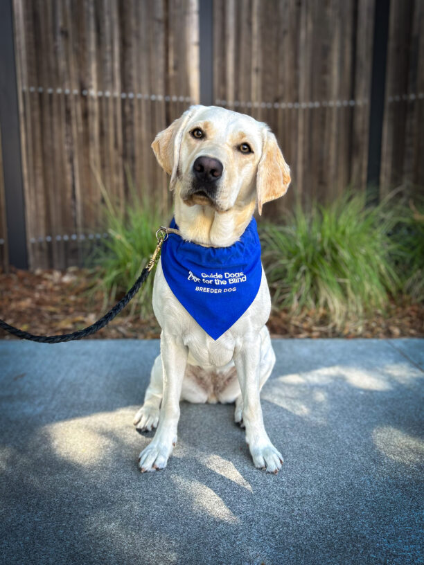 Yellow lab Bloom sits on the sidewalk in front of a wooden fence and green plants. She is wearing a blue breeder scarf.