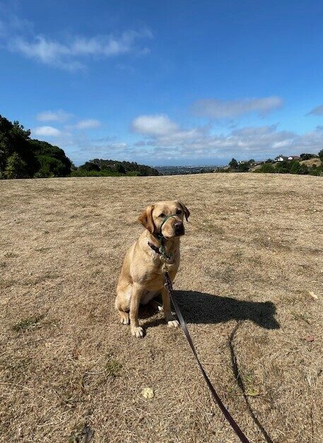 Ceviche is pictured seated on a hiking trail, looking off to the side of the camera. Rolling hills and blue skies line the background.