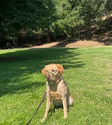 Ceviche is seated in a grassy park with trees in the background. She is looking off to the side of the camera.