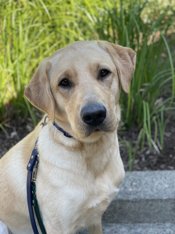 Clay is sitting outside with green shrubbery behind him. He is looking at the camera and is on leash