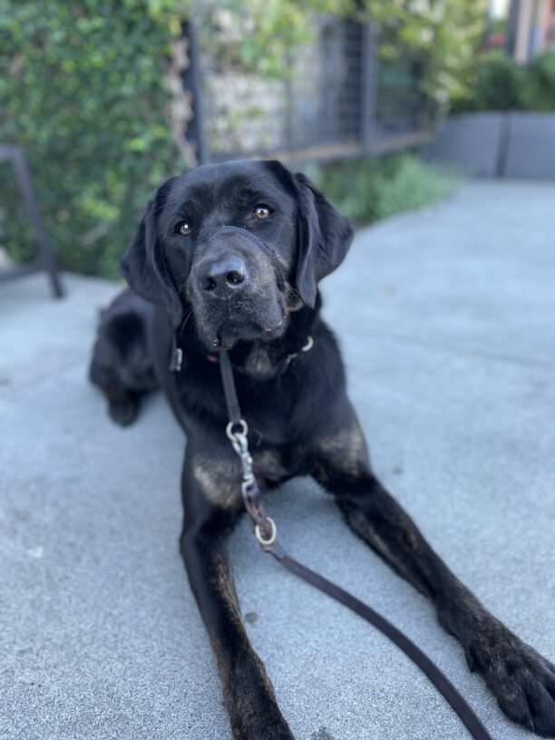 Genie poses on a sidewalk while lying down, looking directly at the camera.