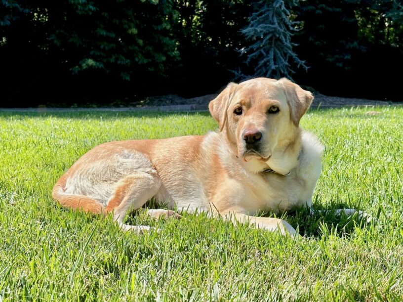 Yellow Lab Gertie lies in the green grass in the fully enclosed backyard of her foster care volunteer.