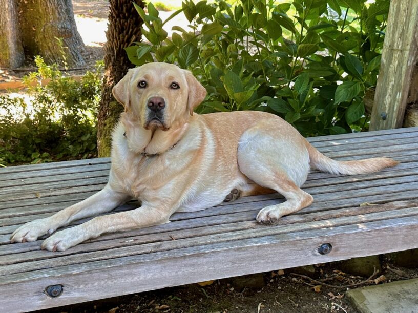 Yellow Lab Gertie looks at the camera with light-colored eyes while lying on a wooden bench in a backyard surrounded by green plants and trees.