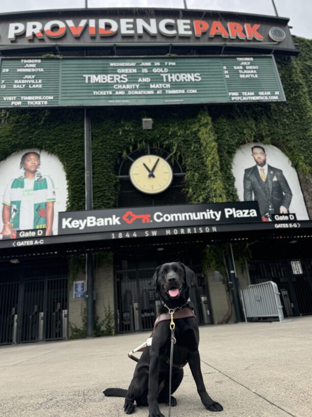 Black Labrador Retriever, Hiker, sits in front of Providence Park while wearing her harness. Behind her is a wall covered in greenery, a large clock, a sign that reads 