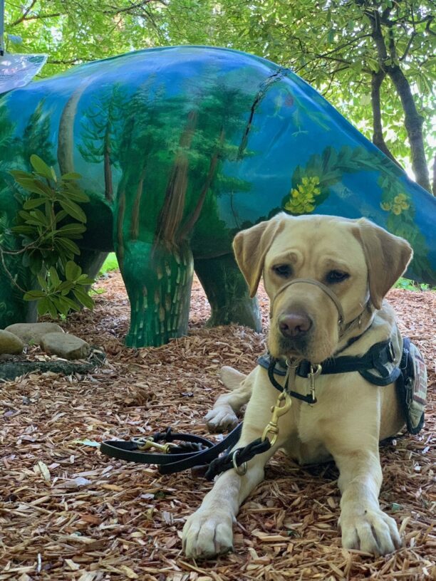 Yellow Lab Honesty in her service gear laying in bark dust with a dinosaur statue behind her.