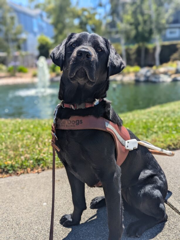 Izzy sit in harness in front of a pond with a water fountain. She is looking directly at the camera as the sun shines on her face .