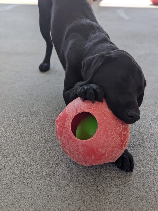 Izzy is chewing on a red JollyBall that has a smaller green ball inside. She is bowing with her hind-end in the air and her eyes closed.