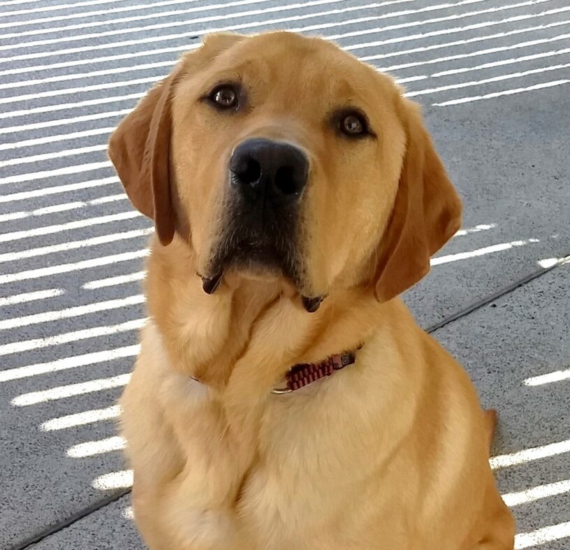 Close up portrait of handsome yellow Lab Jenner. He is looking up at the camera.