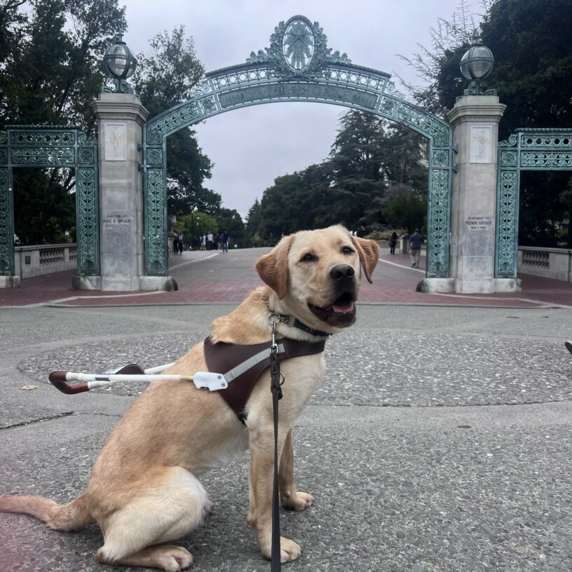 Jericho is wearing his harness and is sitting in front of a large blue and gray arch on the Berkeley campus in California. He is gazing at the camera with his mouth open in a smile.