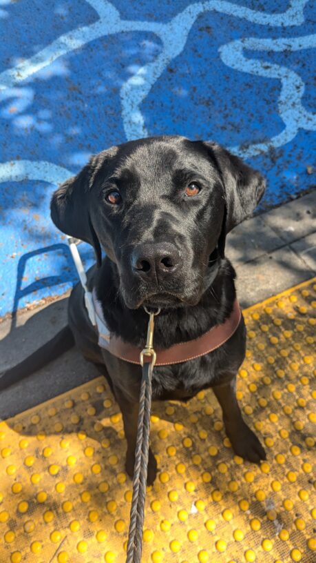 Roscoe, a black lab, sits in his harness at a curb edge on a set of yellow truncated domes. Behind him the street is painted blue with a light blue pattern.