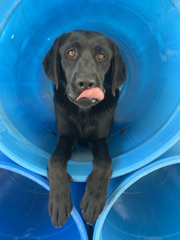 Kata lays in a blue tunnel style play structure, licking her lips just as she spots a treat out of frame.