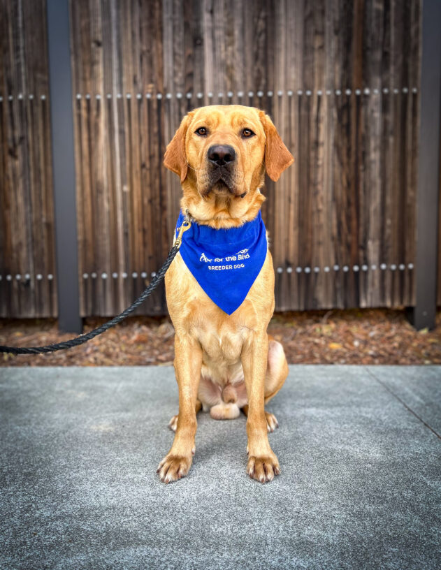 Yellow lab Kimmel sits on the sidewalk in front of a wooden fence. He is wearing a blue breeder scarf and looking directly at the camera.