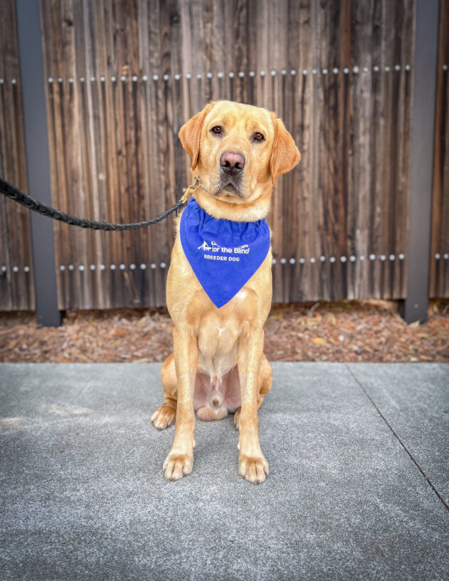 Yellow lab Kimmel sits on the sidewalk in front of a wooden fence. He is wearing a blue breeder scarf and looking directly at the camera.