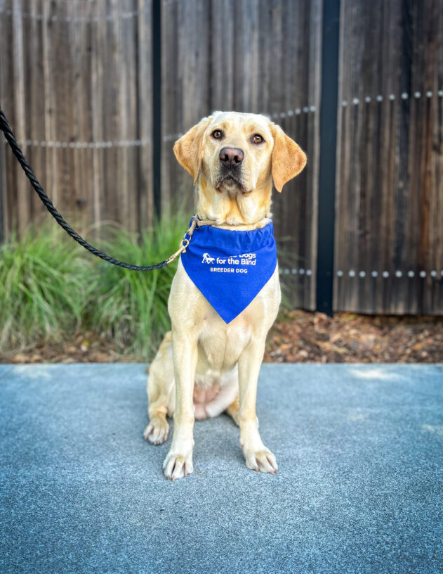 Yellow lab Kumi sits on the sidewalk in front of a wooden fence and green plants. She is wearing a blue breeder scarf.