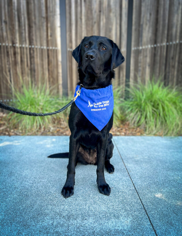 Black lab Louise sits on the sidewalk in front of a wooden fence and green plants. She is wearing a blue breeder scarf and looking to the side of the camera.