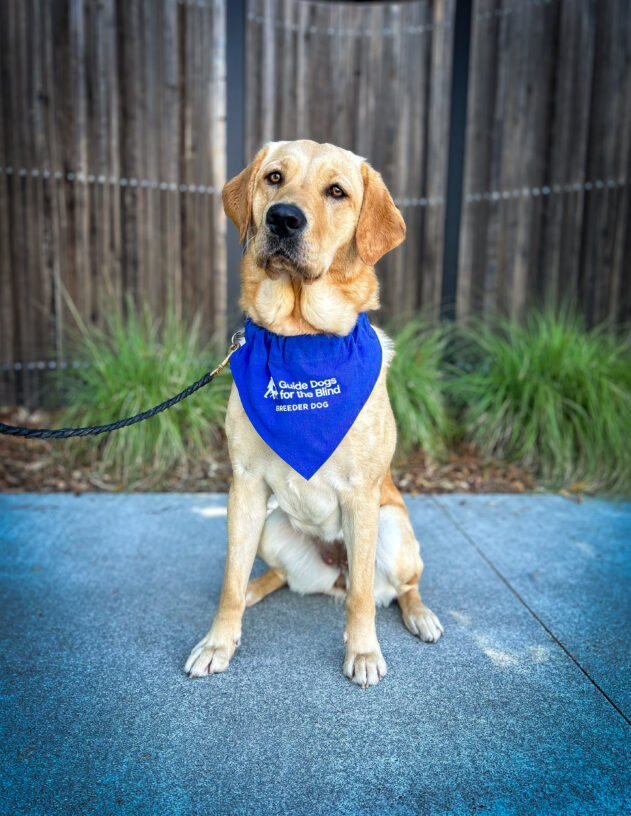 Yellow Golden/Lab cross Nandy sits on the sidewalk in front of a wooden fence and green plants. She is wearing a blue breeder scarf.