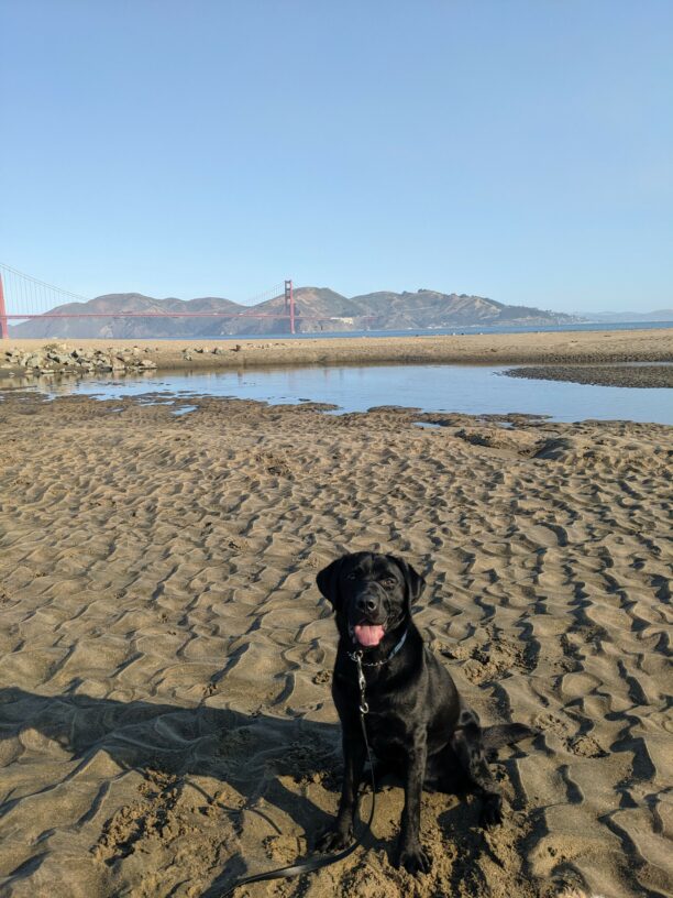 Black Lab Newton is sitting on a sandy beach with water and the Golden Gate bridge in the background.