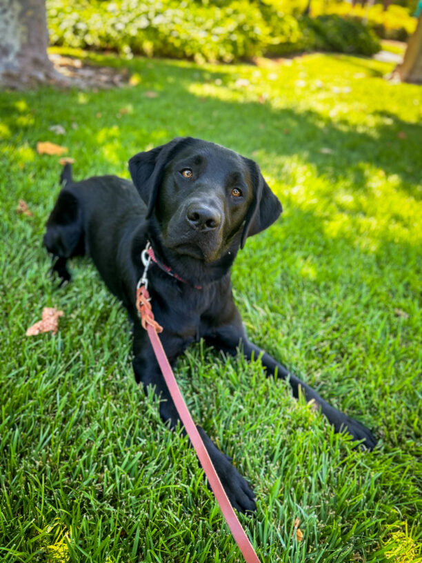 Rinda lies on the shady green grass on campus looking up at the camera with a cute head tilt